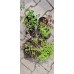 Микс растения за скален кът - комплект от 6 броя